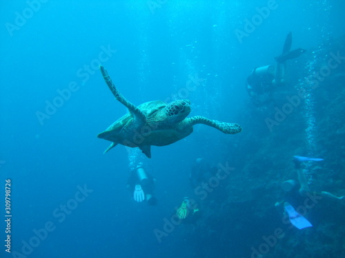 Green turtle (Chelonia mydas) swims past divers, Borneo © Rocky