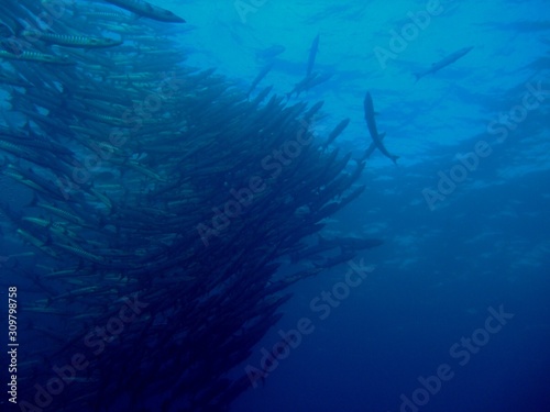 Blackfin barracuda (Sphyraena genie) shoal, Borneo