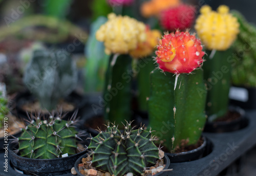 Blossoming cacti Pot colorful cacti