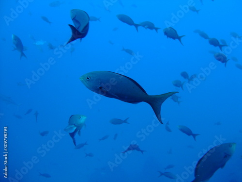 Unidentified fish  Cocos Island  Costa Rica