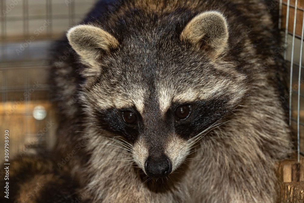 The muzzle of a raccoon in a cage. Close up.