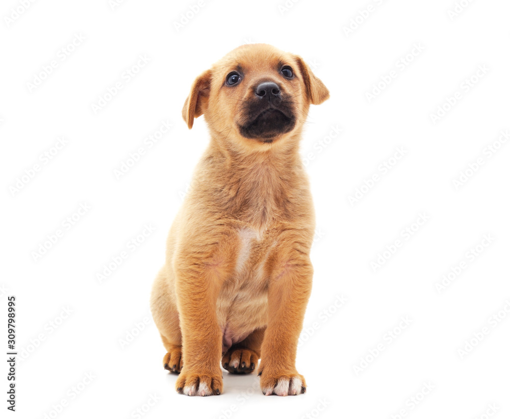 One little dog. One little dog.