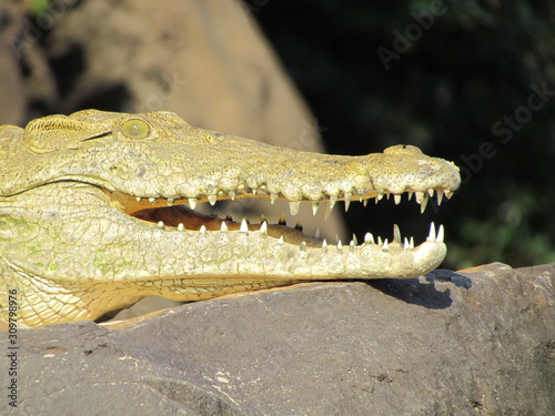 Nile crocodile (Crocodylus niloticus) head, Selous, Tanzania