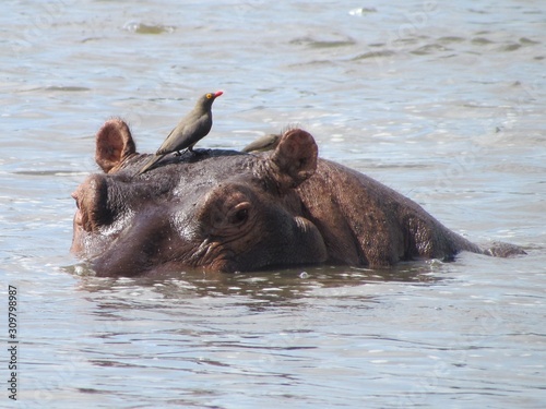 Hippopotamus (Hippopotamus amphibius) with red-billed oxpecker (Buphagus erythrorhynchus), Selous, Tanzania photo