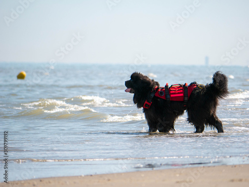 Newfoundlander water rescue dog guarding the beach photo