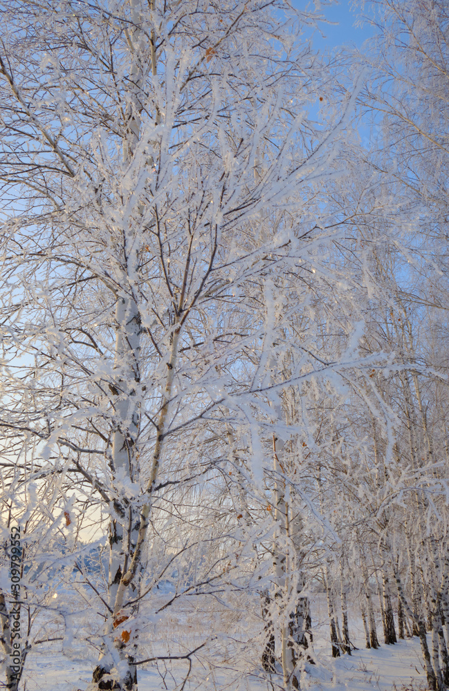 Frosty trees in the winter. Winter nature landscape