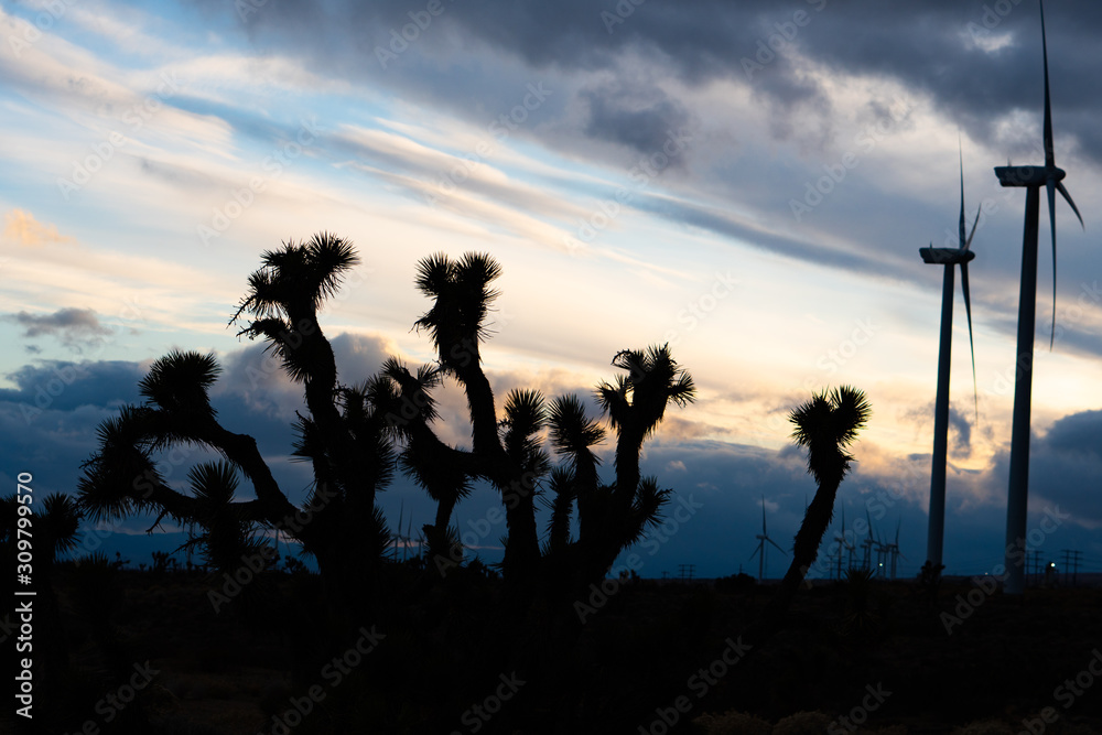 silhouette of the joshua trees at sunset