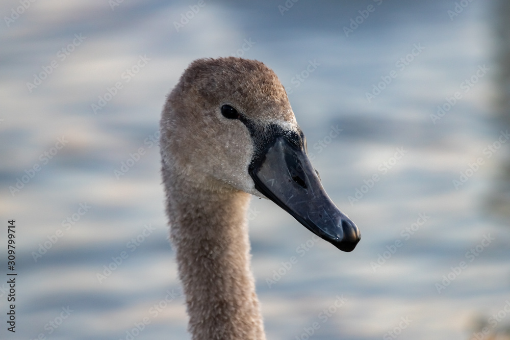 adult Swan chick.head close-up. adult Swan chick.head close-up.