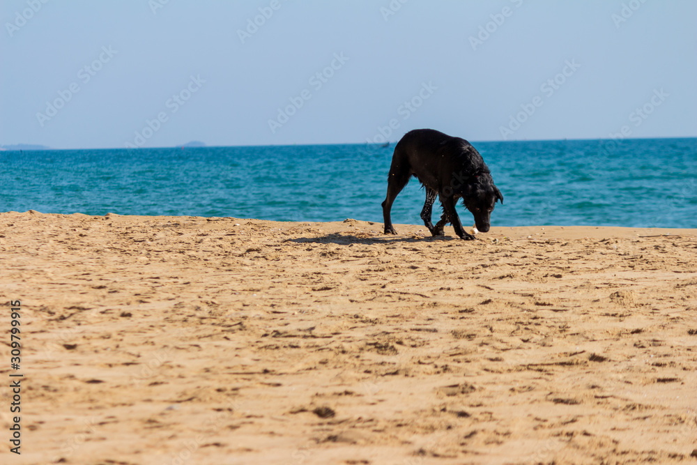 The black dog sniffed for things in the sand at sea. The black dog sniffed for things in the sand at sea.