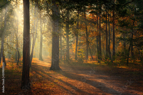 Forest. Autumn. A pleasant walk through the forest, dressed in an autumn outfit. The sun plays on the branches of trees and penetrates the entire forest with rays. Light fog makes the picture a little © Mykhailo
