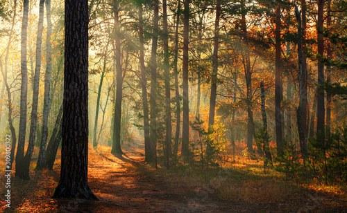 Forest. Autumn. A pleasant walk through the forest  dressed in an autumn outfit. The sun plays on the branches of trees and penetrates the entire forest with rays. Light fog makes the picture a little