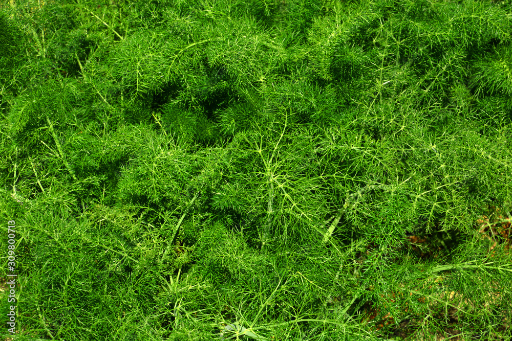 foeniculum vulgare leaves background, fennel plant with green feathery leaves in spring sun foeniculum vulgare leaves background, fennel plant with green feathery leaves in spring sun