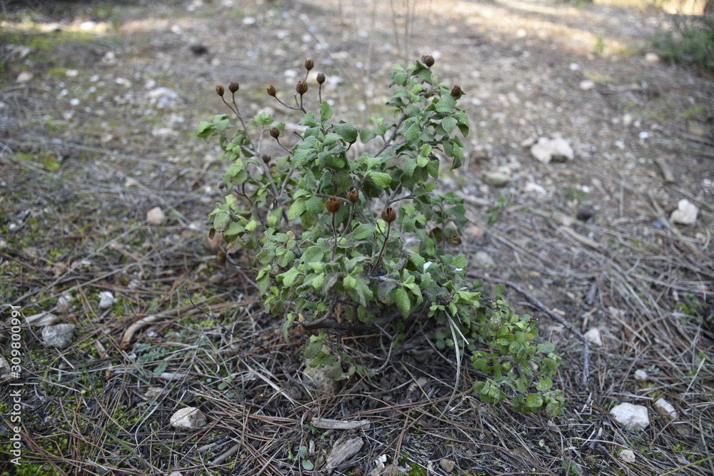 plant in forest plant in forest
