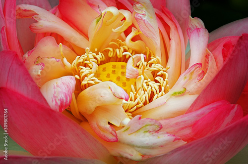 Close-up of an unfolding lotus blossom revealing textures and details inside