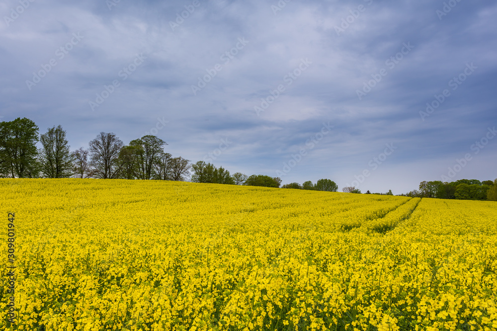 A field with beautiful rape blossoms, Krokowa, Poland.