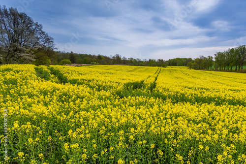 A field with beautiful rape blossoms, Krokowa, Poland. © Tomasz Wozniak