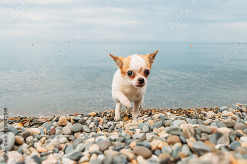 small dog Chihuahua walking along the beach by the sea © slayer87