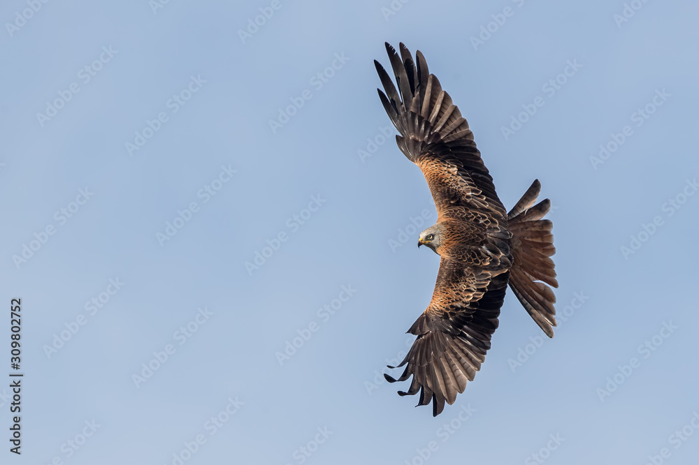 Fototapeta premium Red Kite Flying