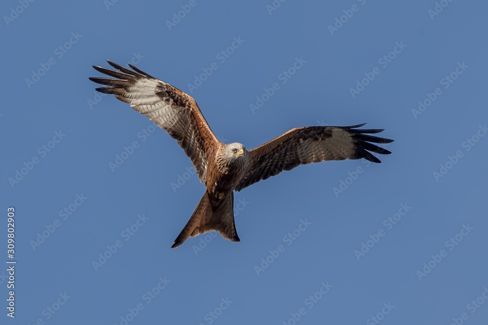 Red Kite Flying Red Kite Flying