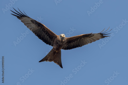 Red Kite Flying