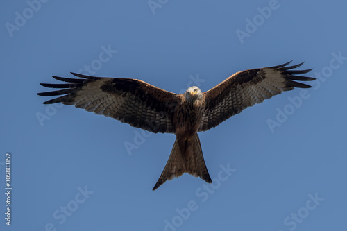 Red Kite Flying