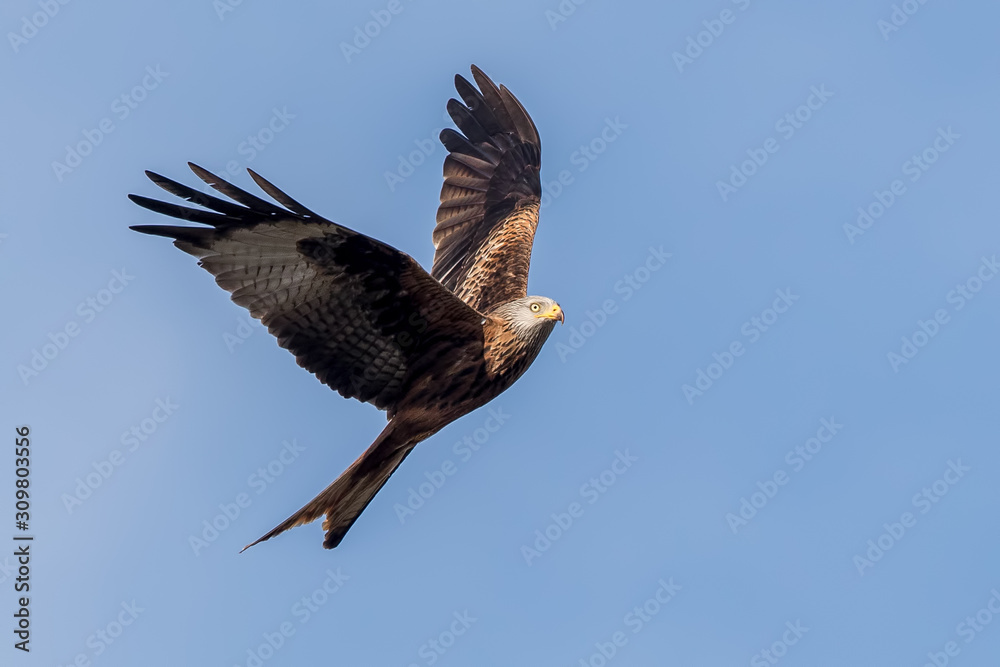 Red Kite Flying