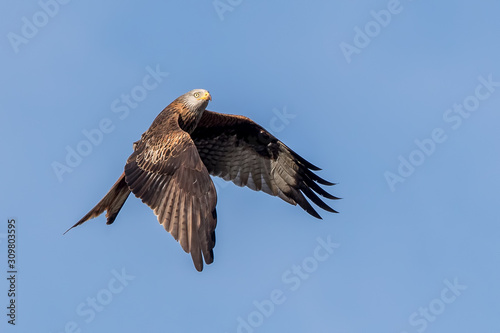 Red Kite Flying