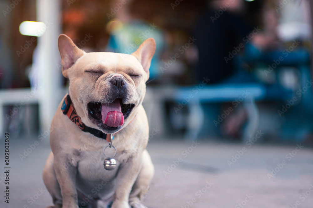 Cute sleepy bulldog with open the mouth and long tongue