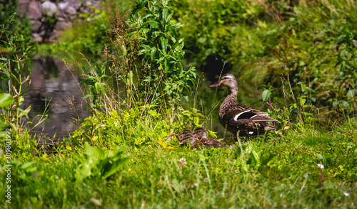 Ducks on the grass