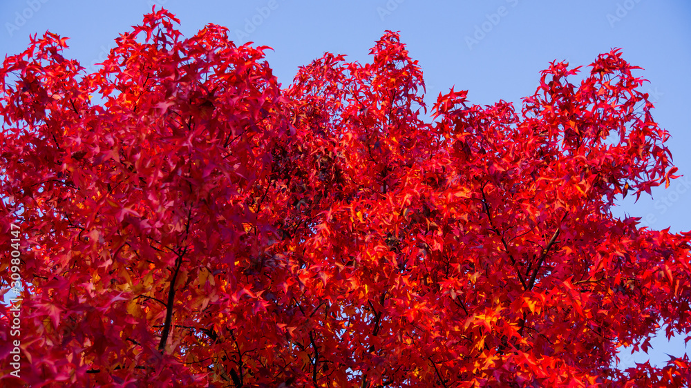 Rote herbstfarbene Blätter am Baum mit blauem Himmel