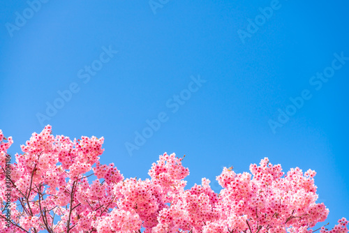 Cherry blossom (sakura) with birds under the blue sky in the Shinjuku Gyo-en Park in Tokyo of Japan. A good place for vocation in spring.