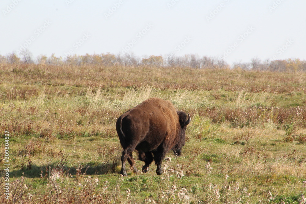 Bison Walking Away, Elk Island National Park, Alberta