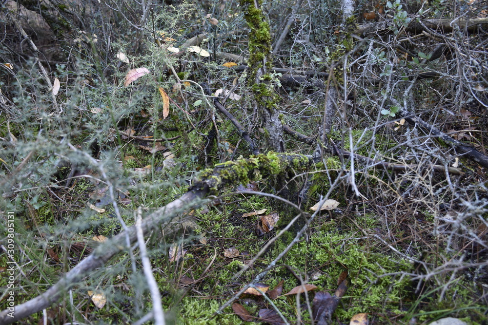 moss on the tree moss on the tree