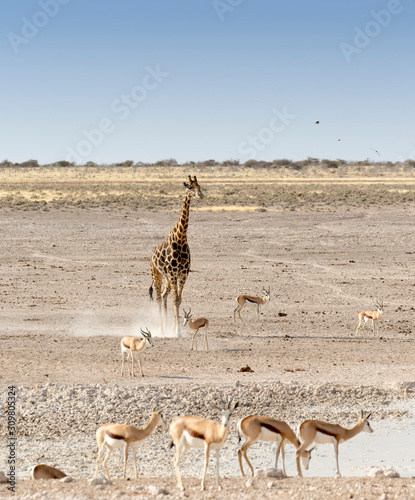 A Lonely giraffe in Namibian savanna