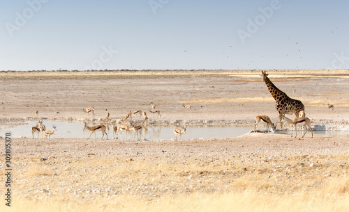 A Lonely giraffe among other animals