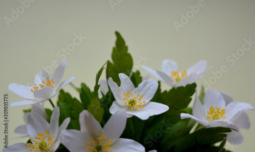 Delicate pastel spring composition with a bouquet of white anemones on a light background. Flat lay. Copy space.