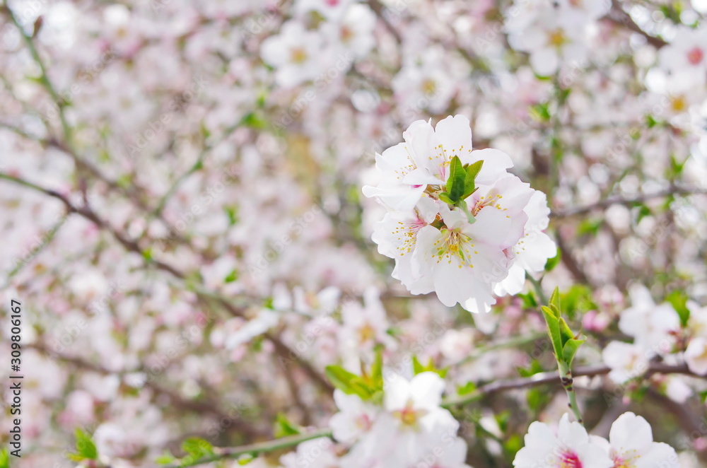 almond flowers close up. almond blossoms spring background. Prunus Dulcis blossom