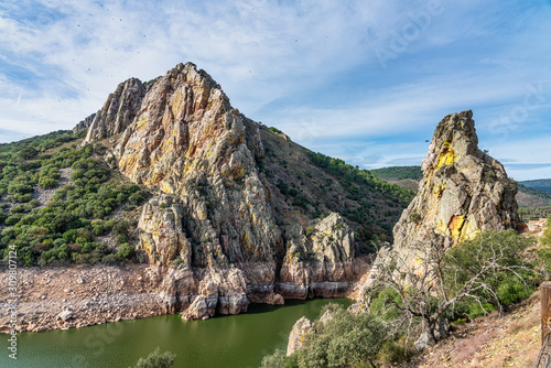 Griffon vultures, Gyps fulvus in Monfrague National Park. Extremadura, Spain photo