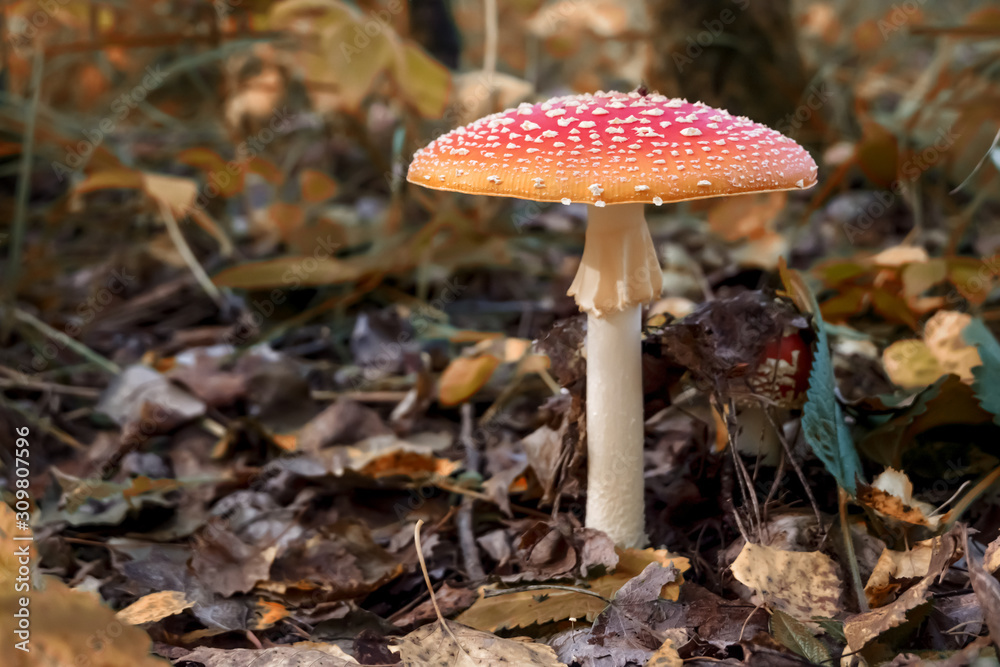 Poisonous mushroom Poisonous mushroom