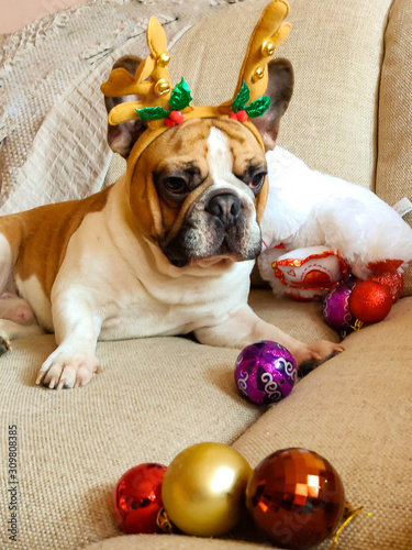 Merry Christmas from French bulldog Masya. French bulldog prepares toys for the New Year!. photo