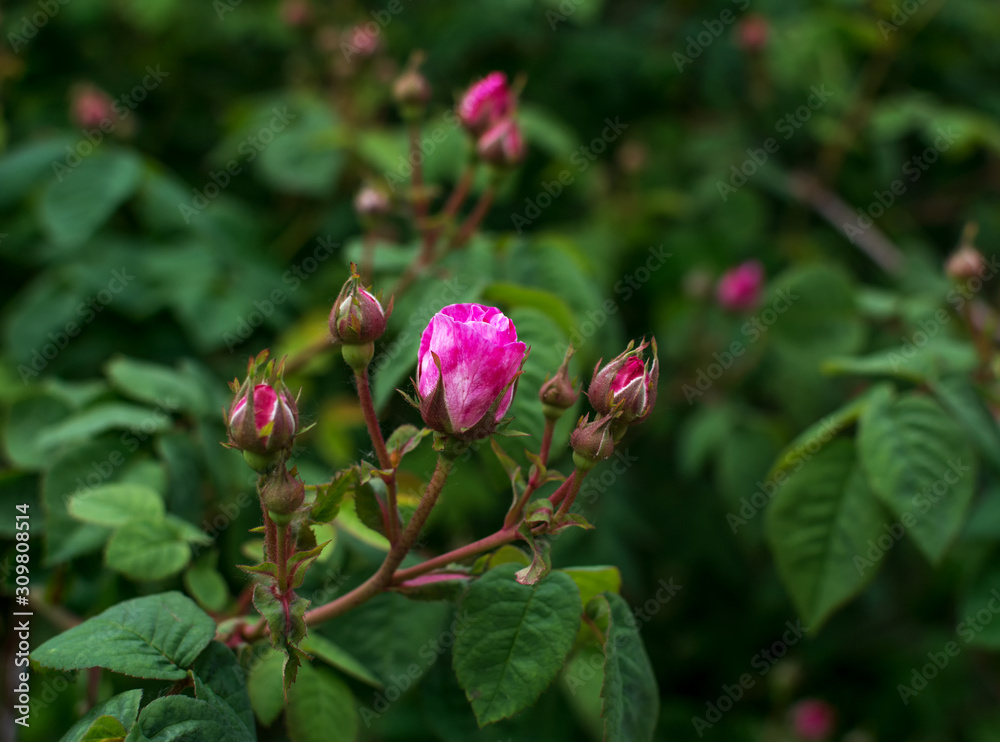 The Rose. Flower. Bud close up. Soft focus. Nature. The Rose. Flower. Bud close up. Soft focus. Nature.