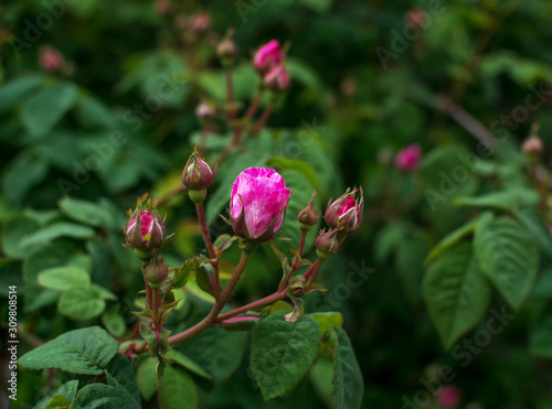 The Rose. Flower. Bud close up. Soft focus. Nature.