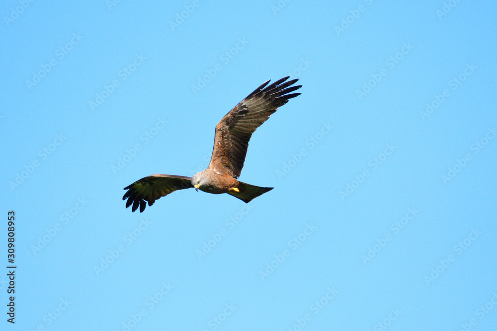 Obraz premium Rotmilan (Milvus milvus) bei der Jagd
