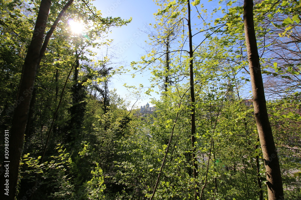 trees in the forest trees in the forest