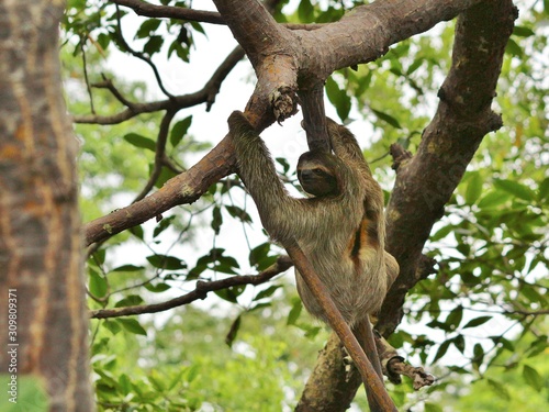 Three-toed sloth at Bocas del Toro II