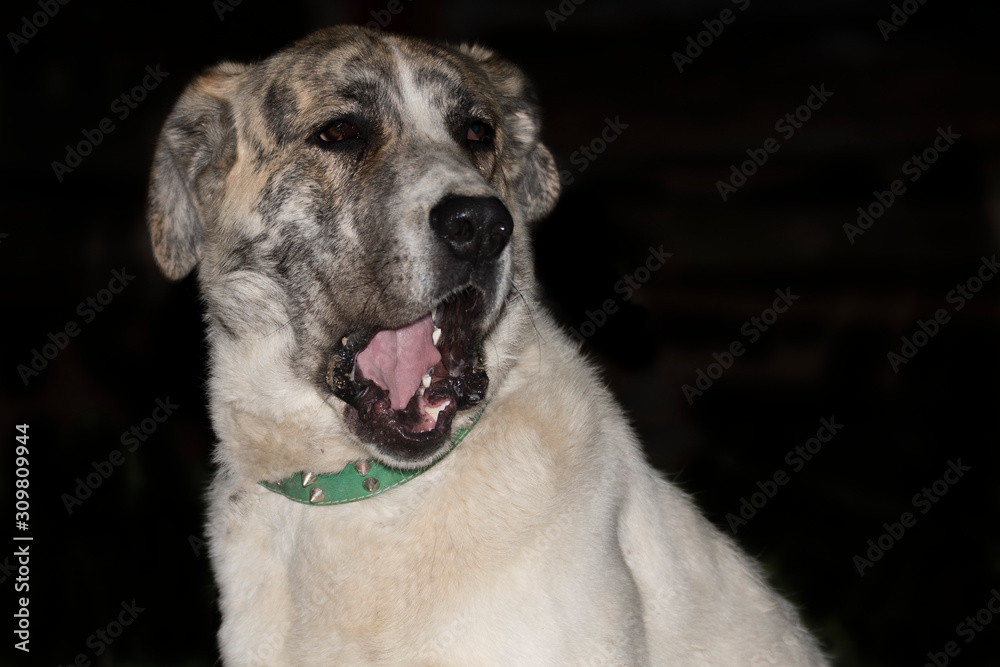 Big dog with open mouth sitting quietly on black background. tranquility and friendship Big dog with open mouth sitting quietly on black background. tranquility and friendship