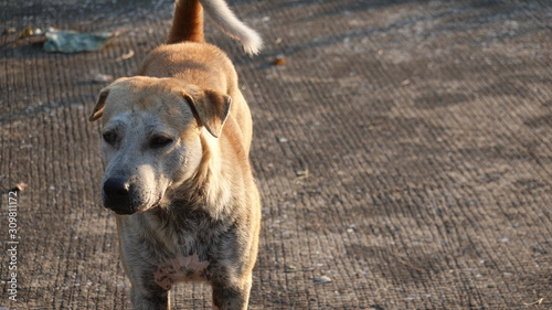 Bilde på lerret A vagrant dog on street