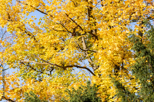 Berlin im Herbst