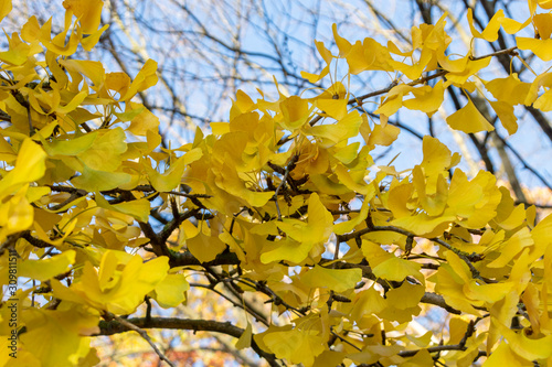 Ginkobaum im Herbst