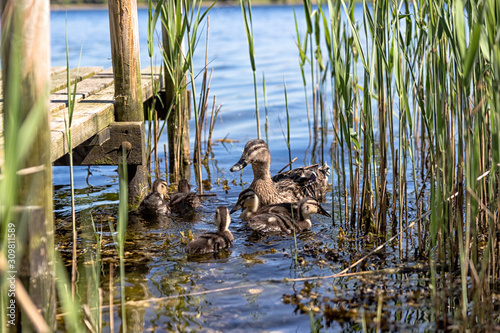 Duck and ducklings taking a swim
